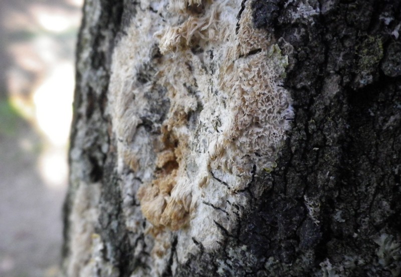 Un fiore bianco (Oxyporus latemarginatus)